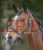 Kantar Horsemotive