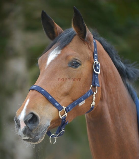 Kantar Horsemotive