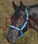 Kantar Horsemotive