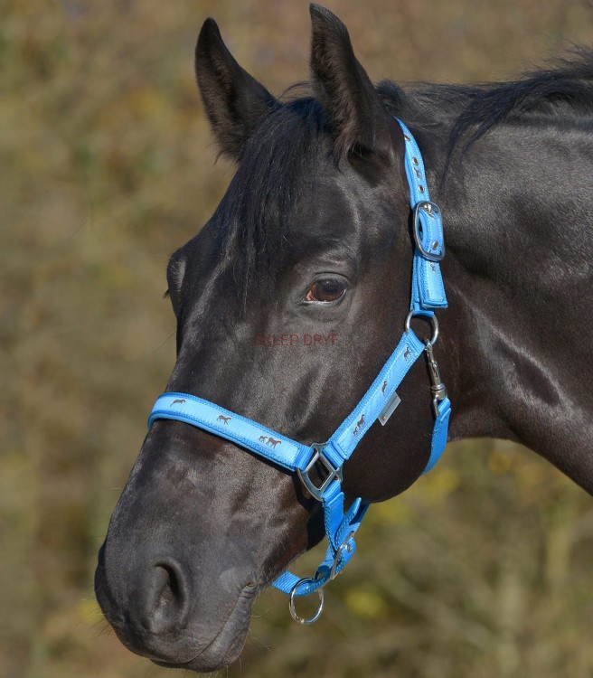 Kantar Horsemotive