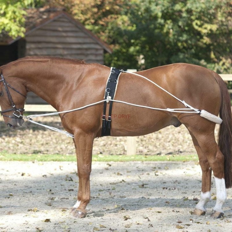 System do lonżowania typu Pessoa