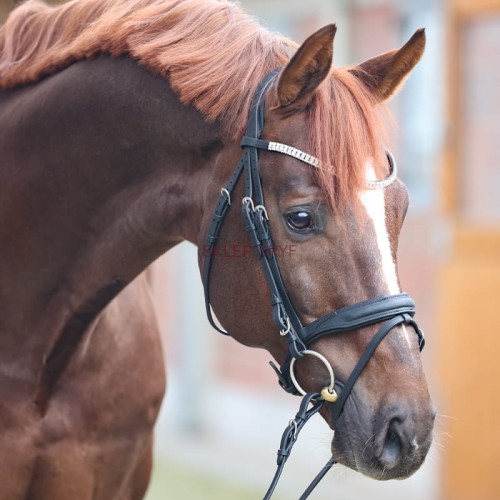 Ogłowie Everness skóra olejowana