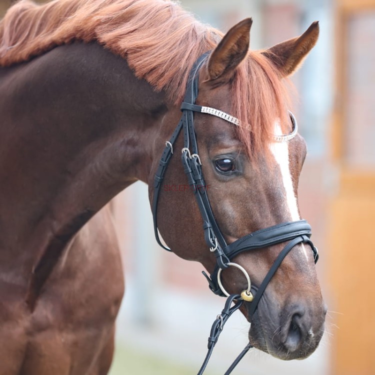 Ogłowie Everness skóra olejowana